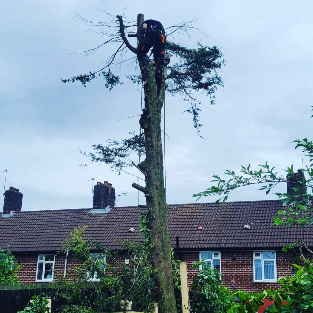 Tree Felling Middleton, North Manchester